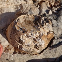 Enormous fossilized egg on the descent of Simancon